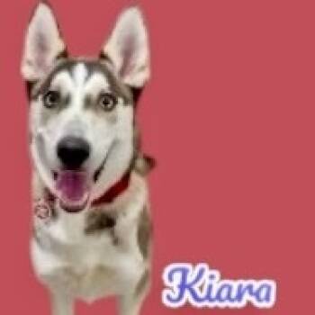 Rescue Husky Dogs for Adoption in Scottsdale, Arizona - Kiara | PetCurious
