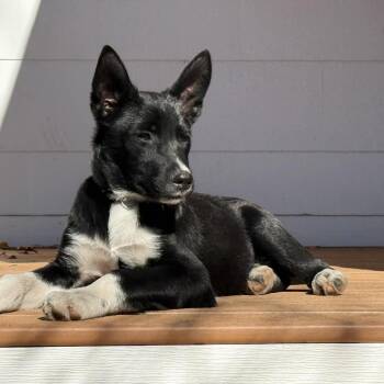 Schnitzel (light green) -  Mixed Breed Dog for Adoption in Bismarck, North Dakota - Schnitzel (light Green) | PetCurious