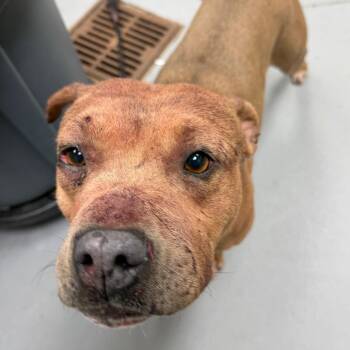 Mixed Breed Dogs Available for Adoption - 02/23/2026-Stray-NassauCircle-1 | PetCurious