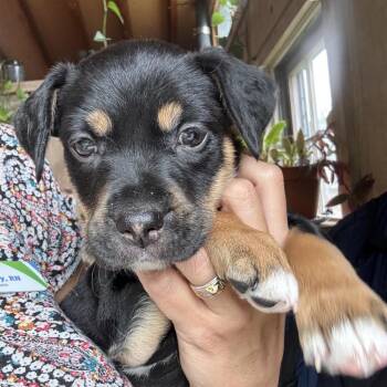 Mocha -  Labrador Retriever and Mixed Breed Dog for Adoption in Kansas City, Missouri - Mocha | PetCurious