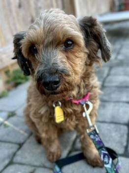 Yorkshire Terrier and Poodle Dogs Available for Adoption in Malvern, Pennsylvania - Ruth | PetCurious