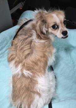 Lola -  Mixed Breed Dog for Adoption in New York, New York - Lola | PetCurious