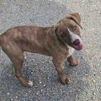Fall Pup: Autumn Joy -  Collie and Mixed Breed Dog for Adoption in Falls Church, Virginia - Fall Pup: Autumn Joy | PetCurious