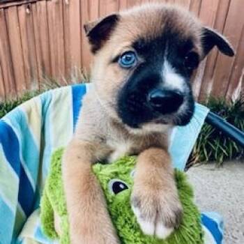 Shiraz -  Shepherd Dog for Adoption in Houston, Texas - Shiraz | PetCurious