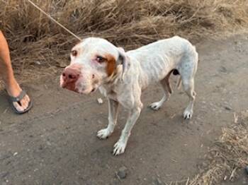 Rescue Mixed Breed Dogs for Adoption in Honolulu, Hawaii - 59398846 | PetCurious