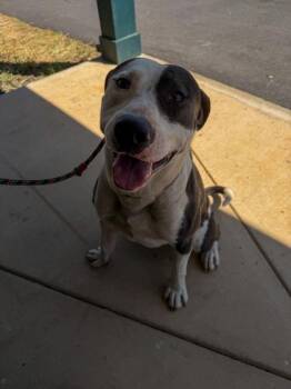 Pit Bull Terrier and Mixed Breed Dogs Available for Adoption in Barnesville, Georgia - 26-304 Rocky | PetCurious