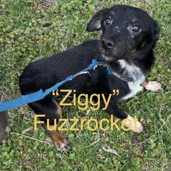 Yorkshire Terrier and Fox Terrier Dogs Available for Adoption - Ziggy Fuzzrocket | PetCurious