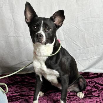 Tequila -  Feist and Pug Dog for Adoption in Tanner, Alabama - Tequila | PetCurious