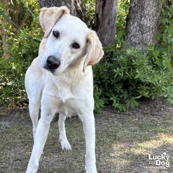 Labrador Retriever and Hound Dogs Available for Adoption in Washington, District Of Columbia - Bella | PetCurious