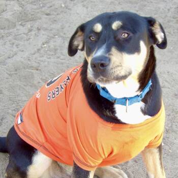 Mixed Breed Dogs Available for Adoption in Newark, New Jersey - Air | PetCurious
