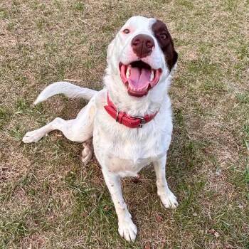 Delilah -  Pointer Dog for Adoption in Edmonton, Alberta - Delilah | PetCurious