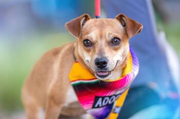 Chihuahua and Dachshund Dogs Available for Adoption in Santa Rosa, California - Polly | PetCurious