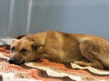 Butterscotch -  German Shepherd Dog and Mixed Breed Dog for Adoption in Fresno, California - Butterscotch | PetCurious
