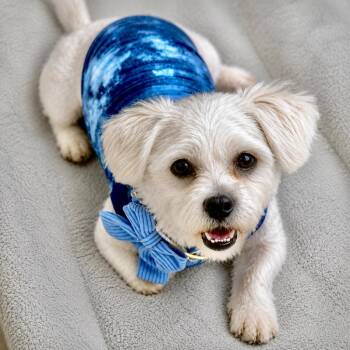 Shih Tzu and Bichon Frise Dogs Available for Adoption in Princeton, Massachusetts - Vito | PetCurious