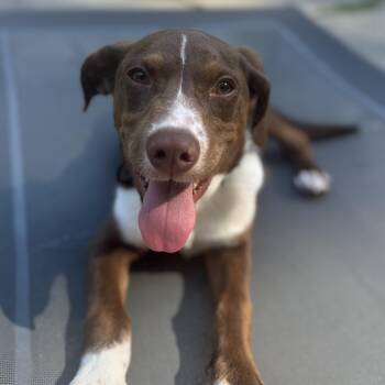 Wells -  Labrador Retriever Dog for Adoption in Wando, South Carolina - Wells | PetCurious