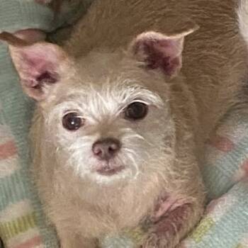 Rescue Cairn Terrier and Mixed Breed Dogs for Adoption in Houston, Texas - Honey (Dallas) | PetCurious