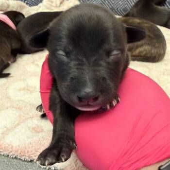 Terrier and Mixed Breed Dogs Available for Adoption in Ontario, California - BLUE COLLAR - NEEDS A FOSTER | PetCurious