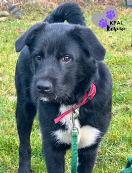 Rescue Karelian Bear Dog Dogs for Adoption in Kenai, Alaska - Shaggy | PetCurious