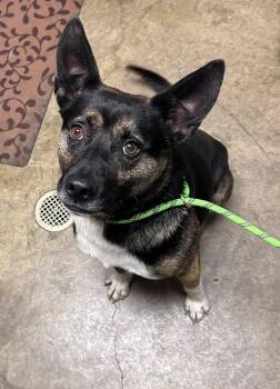 Dutch Shepherd Dogs Available for Adoption in Edinburg, Virginia - Champ | PetCurious