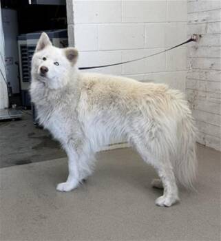 GHOST -  Alaskan Malamute Dog for Adoption in San Bernardino, California - GHOST | PetCurious