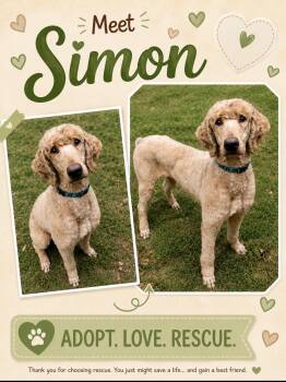 Simon -  Standard Poodle Dog for Adoption in Richmond, Virginia - Simon | PetCurious