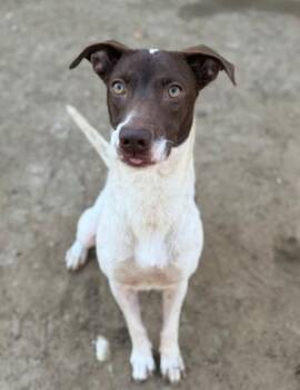 Spencer -  Terrier Dog for Adoption in Corsicana, Texas - Spencer | PetCurious