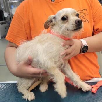 WAGS-Stray-23518 -  Terrier Dog for Adoption in Westminster, California - WAGS-Stray-23518 | PetCurious