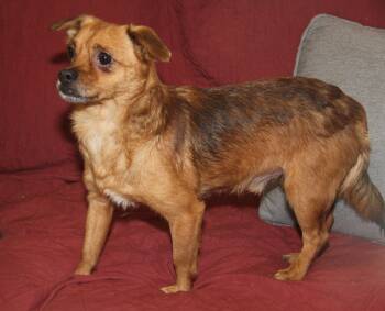 Bobby (Neutered) (Photos June 19th 2026) -  Chihuahua Dog for Adoption in Marietta, Ohio - Bobby (Neutered) (Photos June 19th 2026) | PetCurious