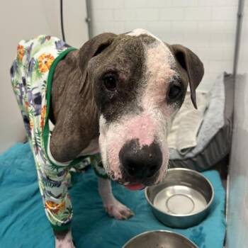 World Cup -  Pit Bull Terrier Dog for Adoption in Austin, Texas - World Cup | PetCurious