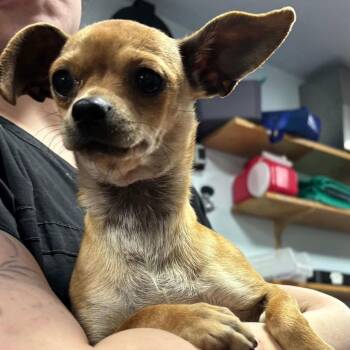 Chihuahua Dogs Available for Adoption - PANINI | PetCurious