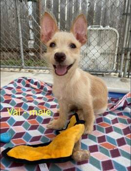 Val -  Terrier Dog for Adoption in Cheektowaga, New York - Val | PetCurious