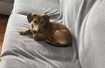 Chihuahua Dogs Available for Adoption - Nina | PetCurious