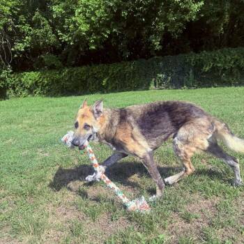 Dutton (26-336) -  German Shepherd Dog Dog for Adoption in New Ringgold, Pennsylvania - Dutton (26-336) | PetCurious