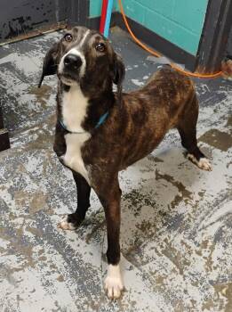 Jenkins #120 -  Mountain Cur and Hound Dog for Adoption in New Lexington, Ohio - Jenkins #120 | PetCurious