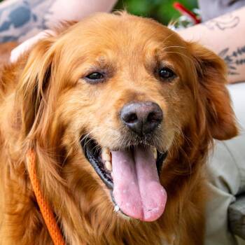 KC *Bonded w/ Tulip* *Avail 6/27 at Biddeford Petsmart* -  Golden Retriever and Mixed Breed Dog for Adoption in Kennebunk, Maine - KC *Bonded W/ Tulip* *Avail 6/27 At Biddeford Petsmart* | PetCurious