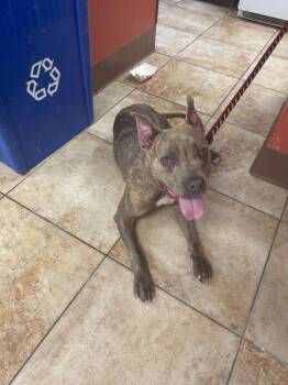 Nemo -  Mixed Breed Dog for Adoption in Cincinnati, Ohio - Nemo | PetCurious