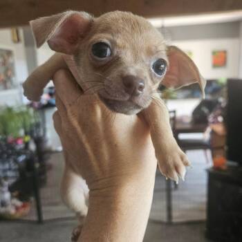 Selene -  Chihuahua Dog for Adoption in Tomah, Wisconsin - Selene | PetCurious