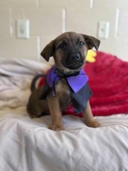 Rescue German Shepherd Dog Dogs for Adoption in Chula Vista, California - CLAWDEEN WOLF | PetCurious