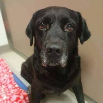 Douglas -  Black Labrador Retriever Dog for Adoption in North Charleston, South Carolina - Douglas | PetCurious