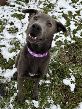 Rescue Labrador Retriever Dogs for Adoption in Kalamazoo, Michigan - Grayson | PetCurious