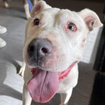 Brunhilde -  Pit Bull Terrier Dog for Adoption in Palm Springs, California - Brunhilde | PetCurious