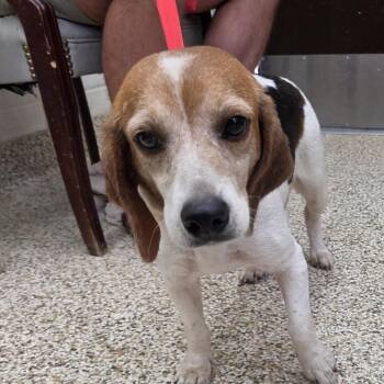 CT Rue -  Beagle Dog for Adoption in Eastford, Connecticut - CT Rue | PetCurious