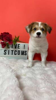 Bewitched -  Collie and Golden Retriever Dog for Adoption in Phoenix, Arizona - Bewitched | PetCurious