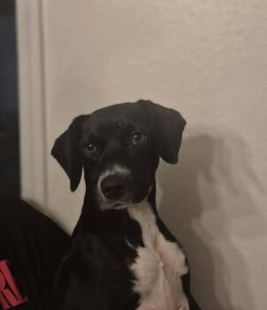 Rescue Jack Russell Terrier and Beagle Dogs for Adoption in Mathis, Texas - Bingo | PetCurious