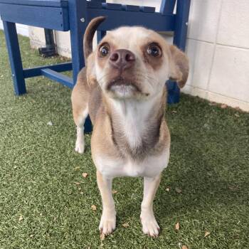 Smooches -  Chihuahua Dog for Adoption in Providence, Rhode Island - Smooches | PetCurious