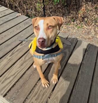 Rescue Mixed Breed Dogs for Adoption in Elmsford, New York - CJ | PetCurious
