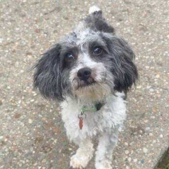 JASPER -  Poodle Dog for Adoption in Lexington, Kentucky - JASPER | PetCurious