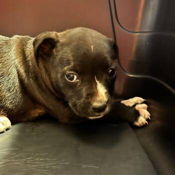 Pit Bull Terrier Dogs Available for Adoption in Birmingham, Alabama - Ethel/Baby | PetCurious