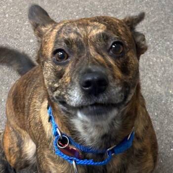 Mocha 54413 -  Staffordshire Bull Terrier Dog for Adoption in Las Vegas, Nevada - Mocha 54413 | PetCurious