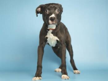 Pit Bull Terrier Dogs Available for Adoption - CRICKET | PetCurious
